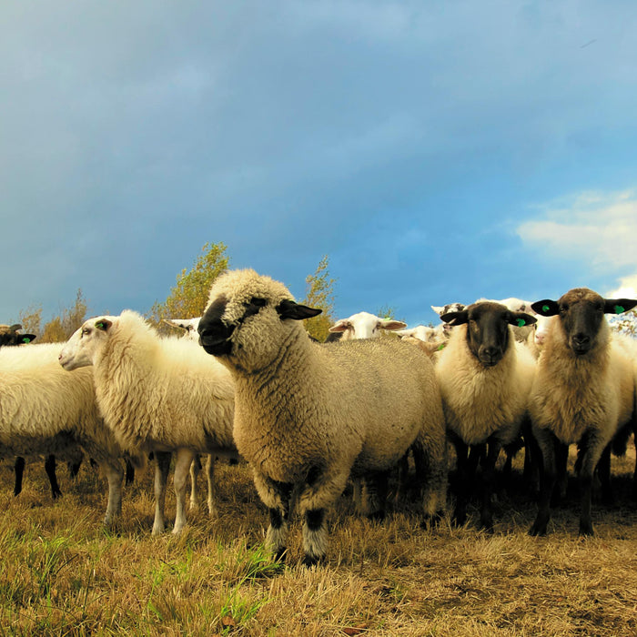 Fly Strike In Sheep And How To Prevent It
