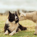 Border Collie And Lamb Card