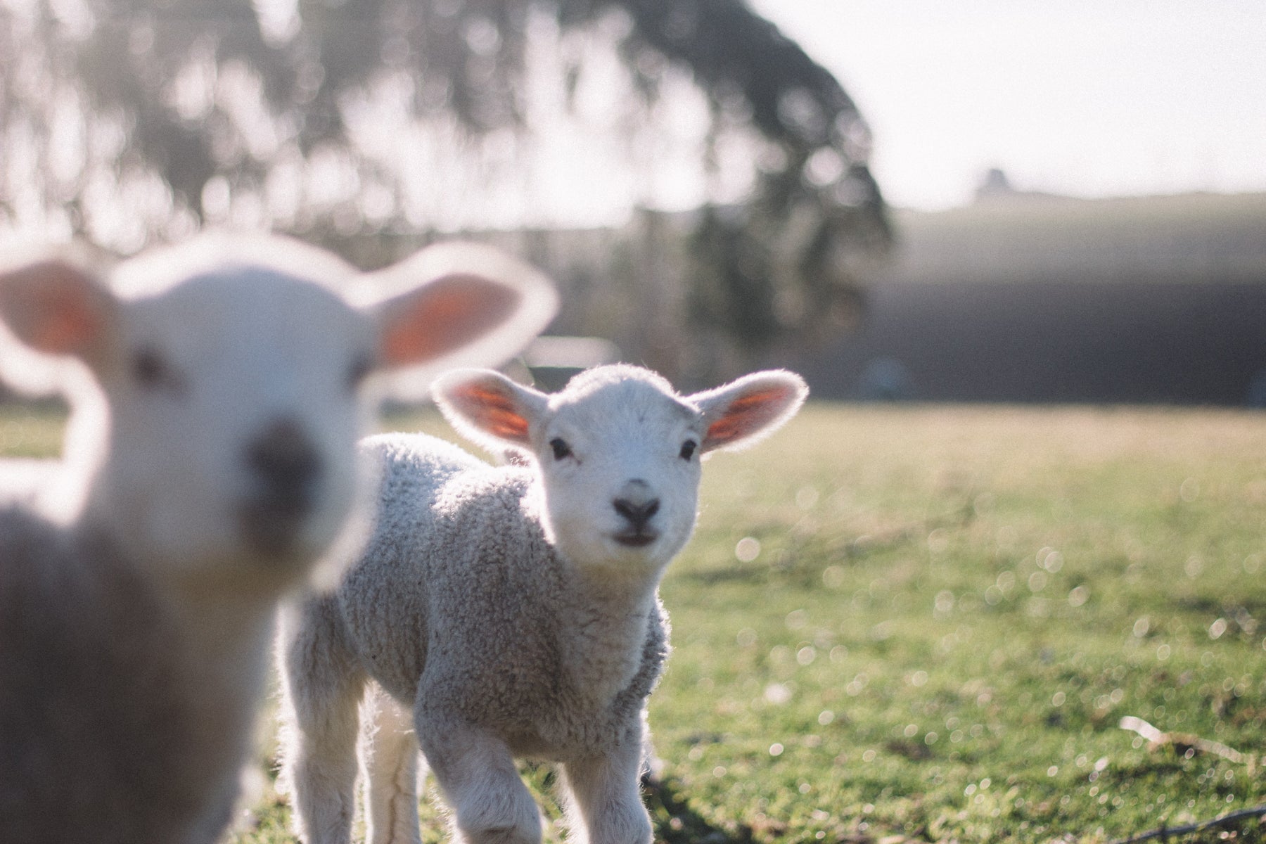 Lambing - Are you season ready?
