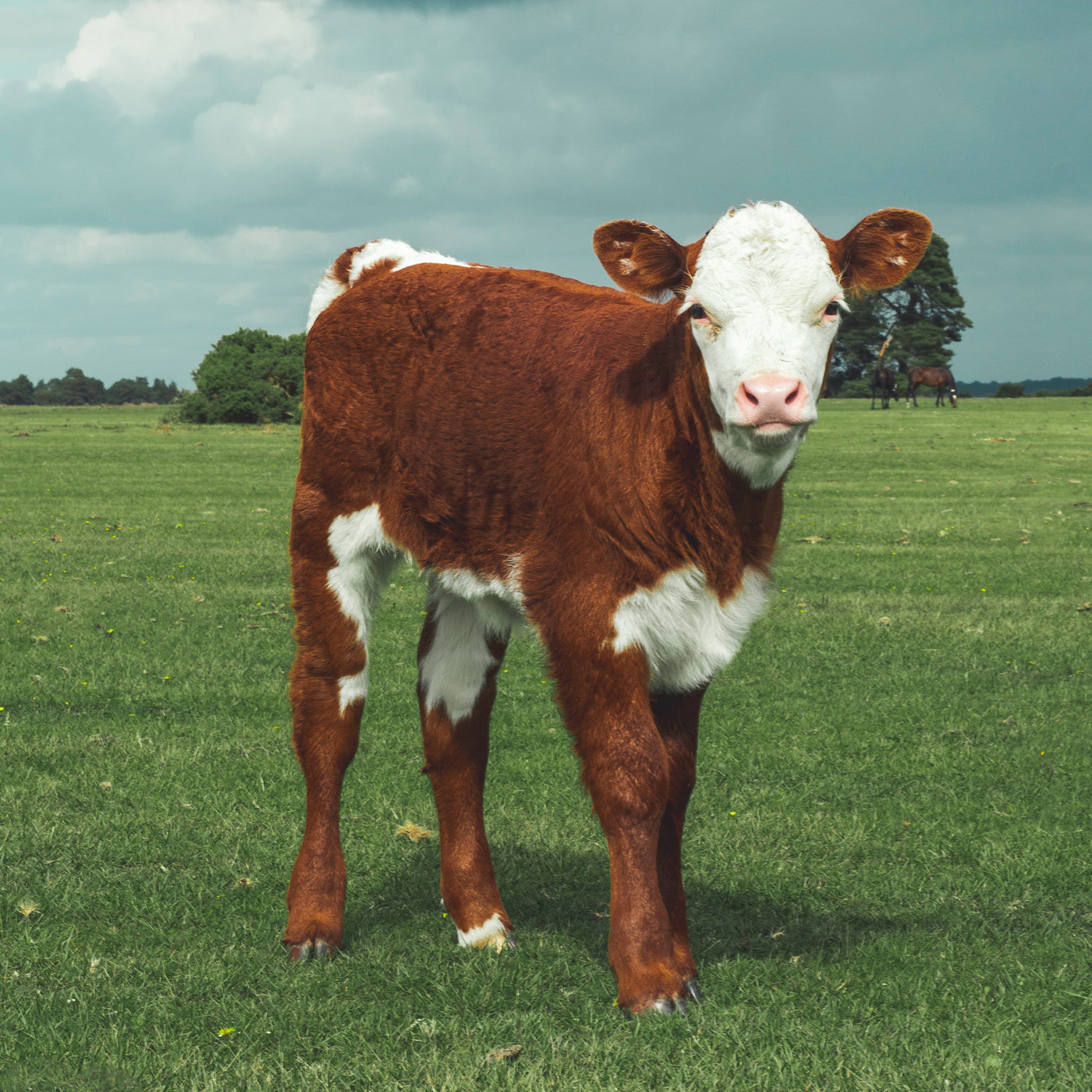 Welland Valley Feeds — Welland Valley Feeds Ltd