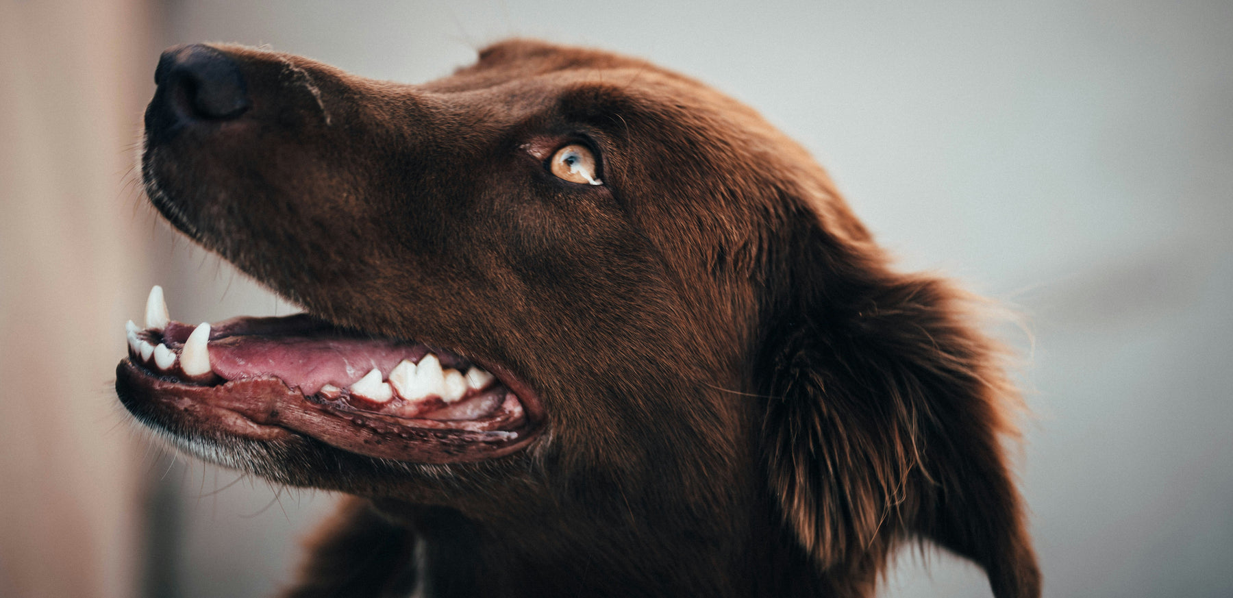Canine Dental Care- How To Look After Your Dogs Teeth