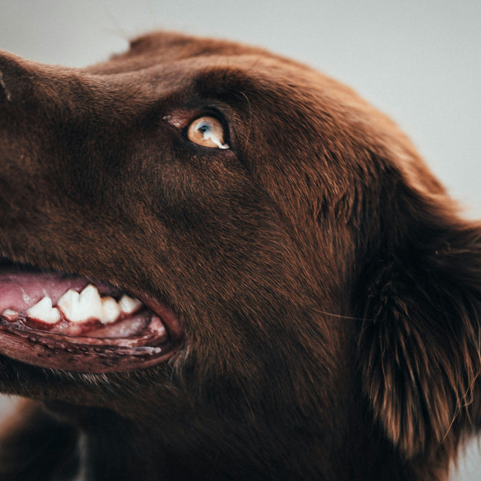 Canine Dental Care- How To Look After Your Dogs Teeth