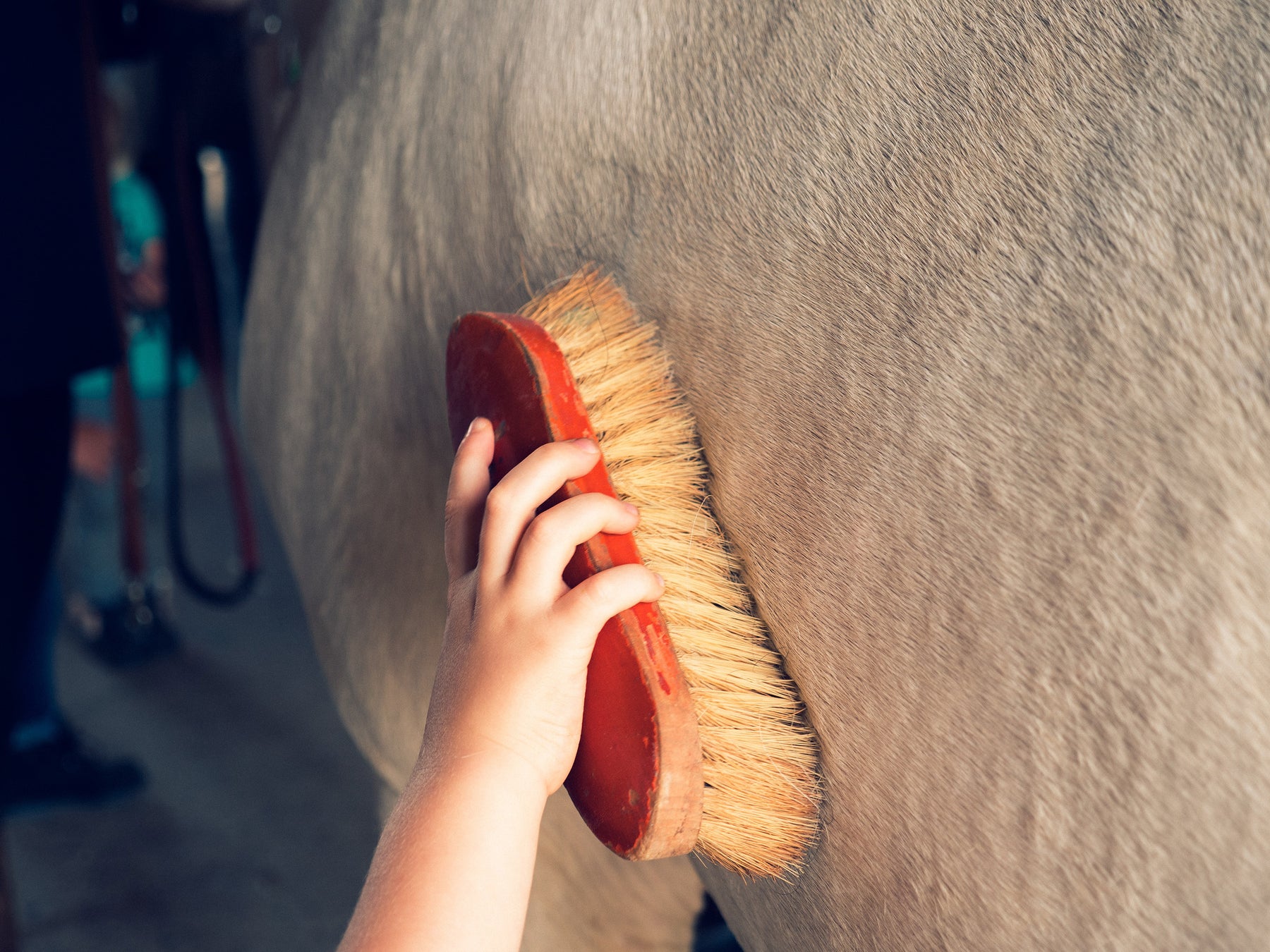 Horse Moulting & When To Clip