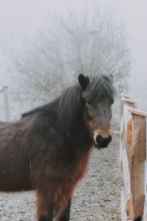 Horse Rugging Guide 2023 — Welland Valley Feeds Ltd