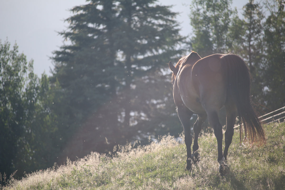 Horse Spring Paddock Care Tips 2023 — Welland Valley Feeds Ltd
