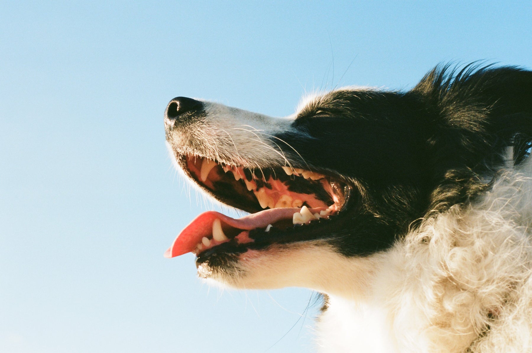 Your Canines Canines - Doggy Dental Care