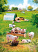 Country Cards  Out In The Sunshine Pigs Card