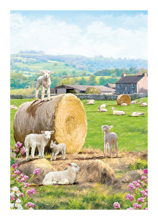 Country Cards  Lambs Card