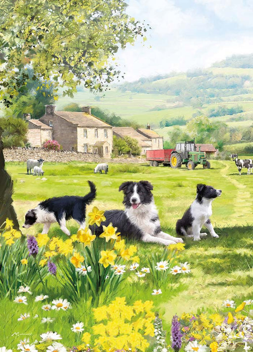 Country Cards  Collie And Sheep Card