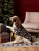 Joules Festive Dog Pyjamas