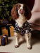 Joules Festive Dog Pyjamas