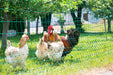 Rutland Electric Poultry Net 50m Green