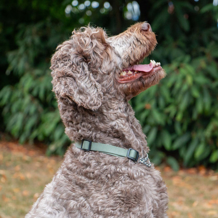 Ancol Obedia Nylon & Chain Collar