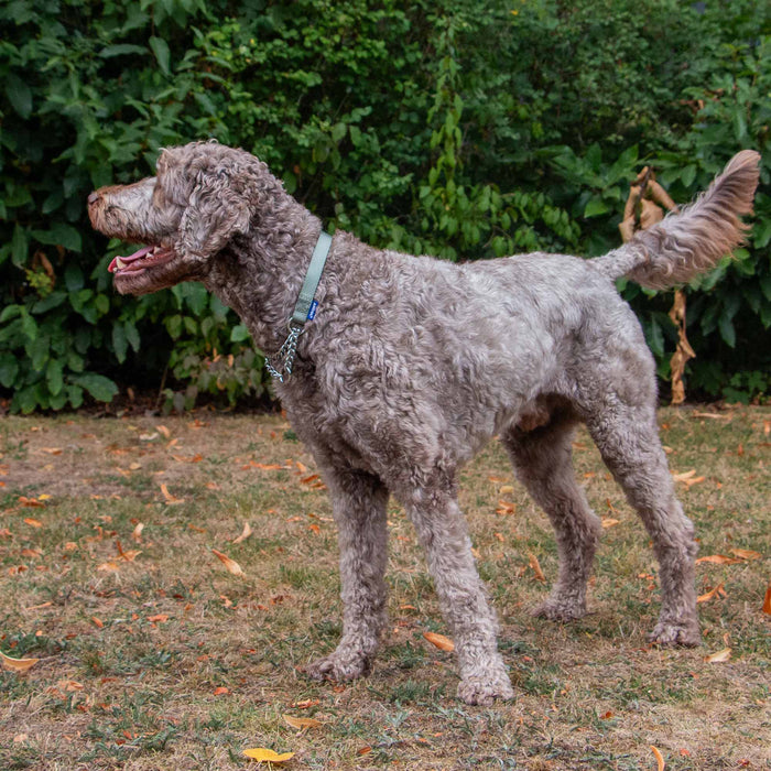 Ancol Obedia Nylon & Chain Collar