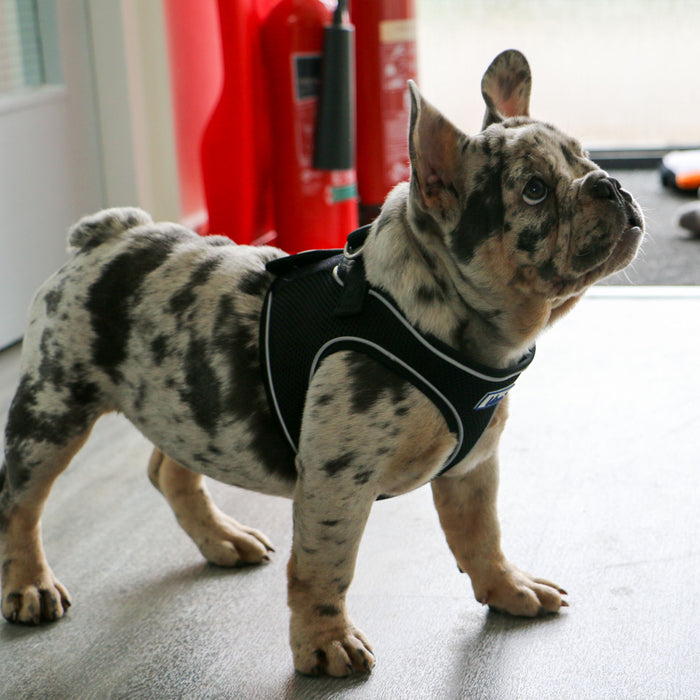 Viva Step-in Harness Black