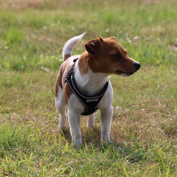 Viva Step-in Harness Black