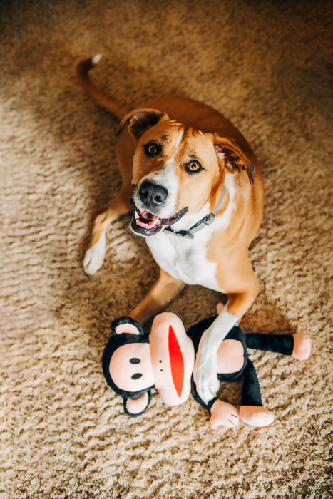 Paul Frank Julius - Medium