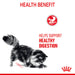 Royal Canin Feline Digestive Care Cat Food
