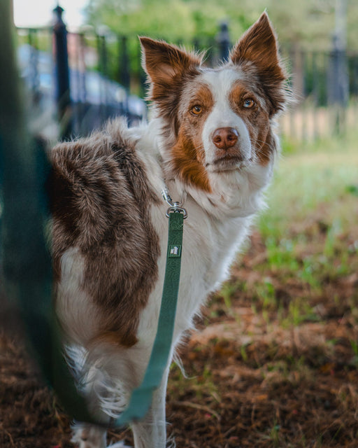 Twiggy Tags Tidal Waterproof Lead Fern