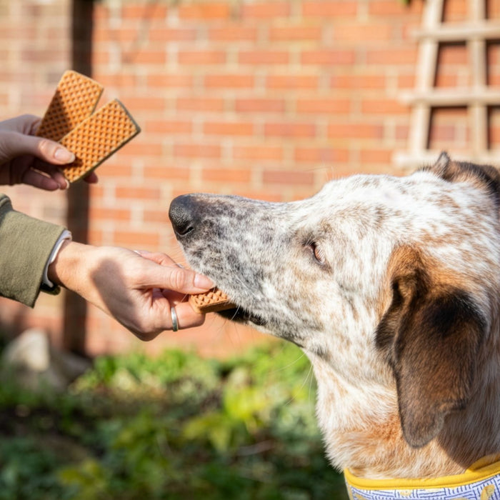 Ice Cream Sandwichs For Dogs 3pk