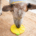Lemon Lickmat