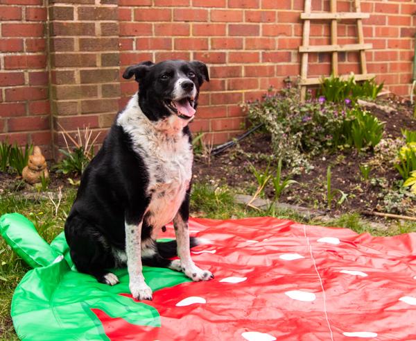 Strawberry Splash Mat For Dogs