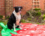 Strawberry Splash Mat For Dogs