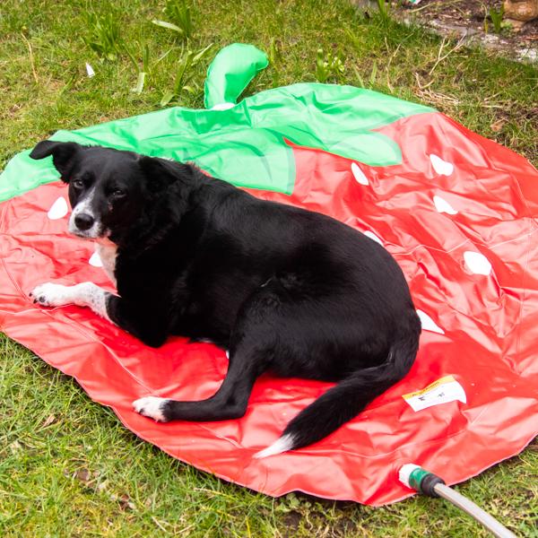Strawberry Splash Mat For Dogs