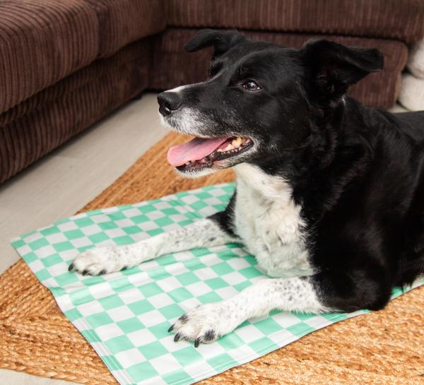 Dog lying on a green checkered cooling mat 