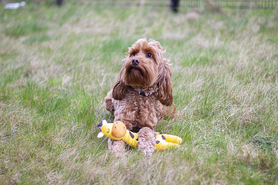 ECO Friendly Giraffe Dog Toy
