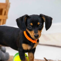 Puppy Whelping Collars 12pk