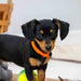 Puppy Whelping Collars 12pk