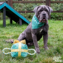 Birthday Dog Hat & Bandana Set
