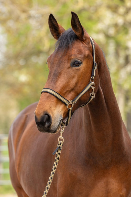 Covalliero Halter Hippo Black & Walnut