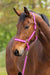 Covalliero Halter Hippo Berry & Walnut