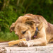 Yak Cheese With Coconut Dog Chew 35g