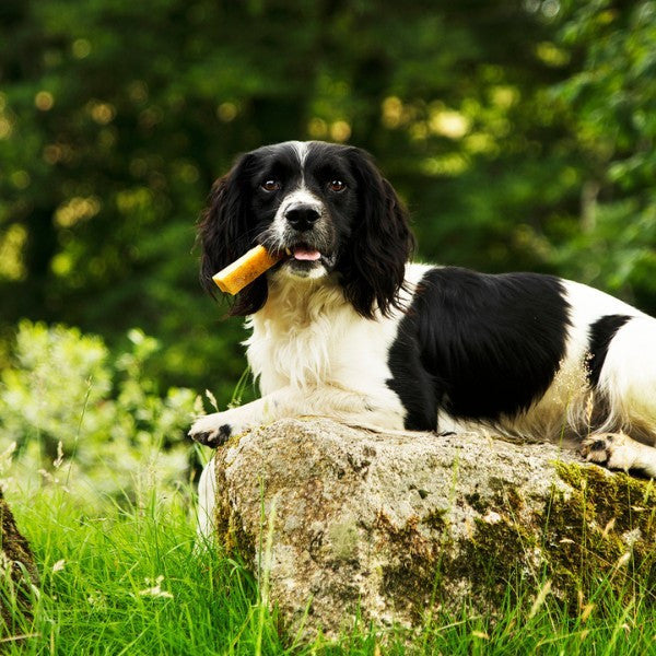 Yak Cheese With Coconut Dog Chew