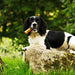 Yak Cheese With Coconut Dog Chew