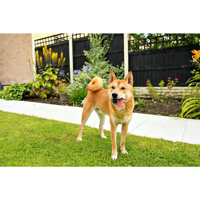 Nobblys Animal Lion Banana 40g
