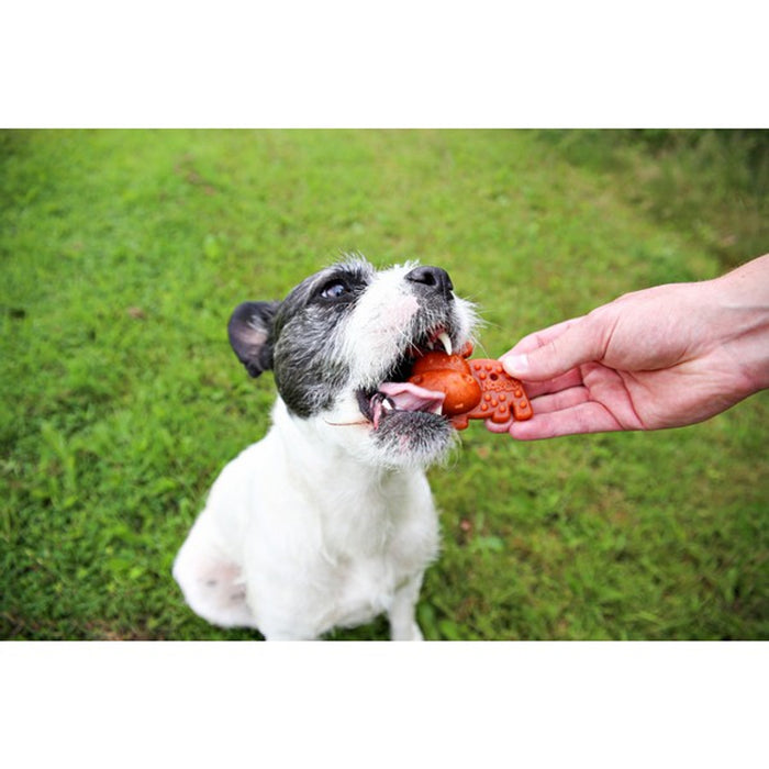 Nobblys Animal Hippo Pumpkin 40g
