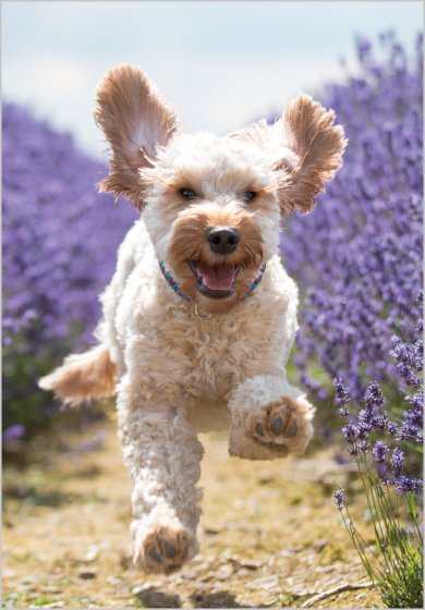 Cockapoo In Lavender Card