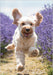 Cockapoo In Lavender Card