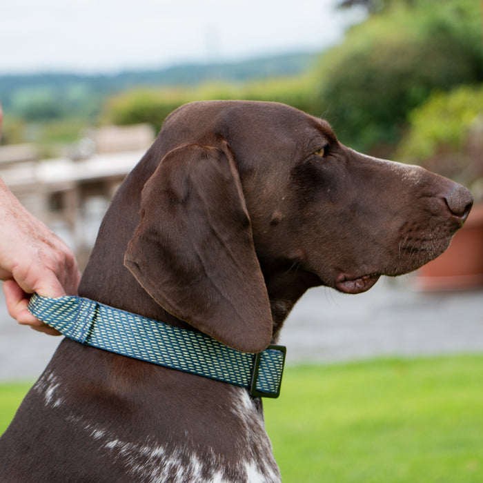 Extreme+ Collar With Handle
