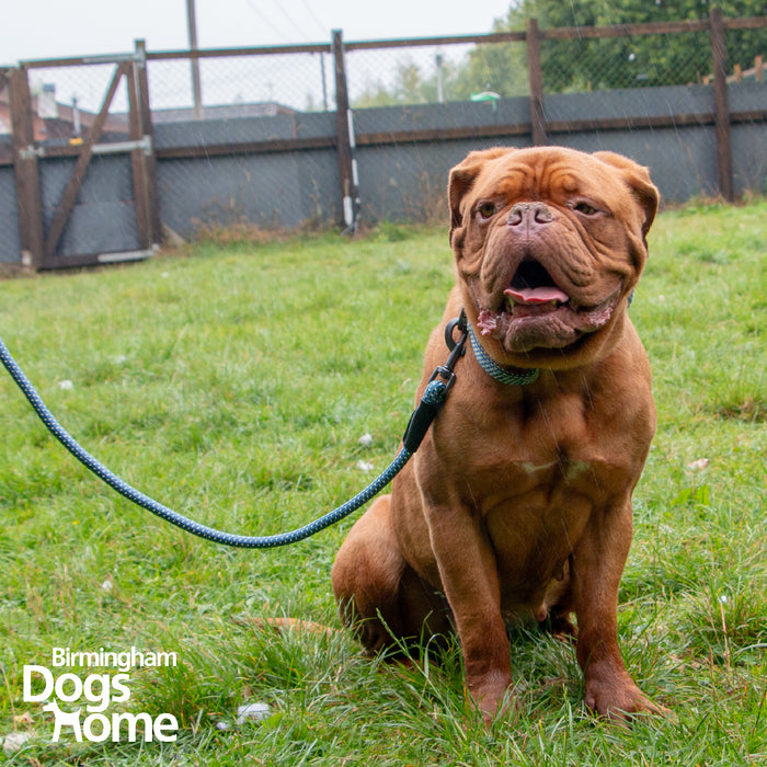 Extreme+ Rope Lead Bungee 100x1.3cm