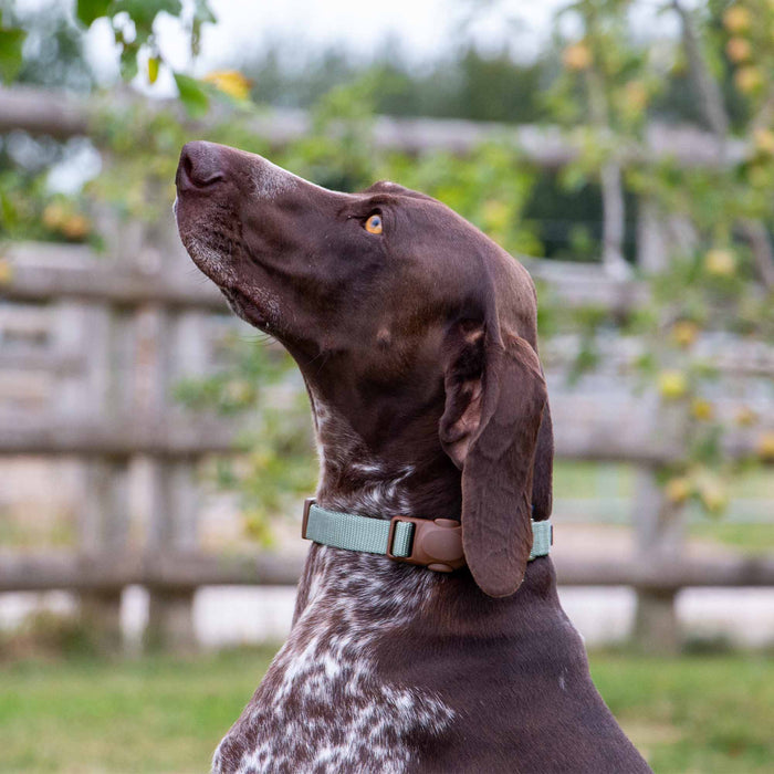 Ancol Heritage Magnetic Lock Collar Sage