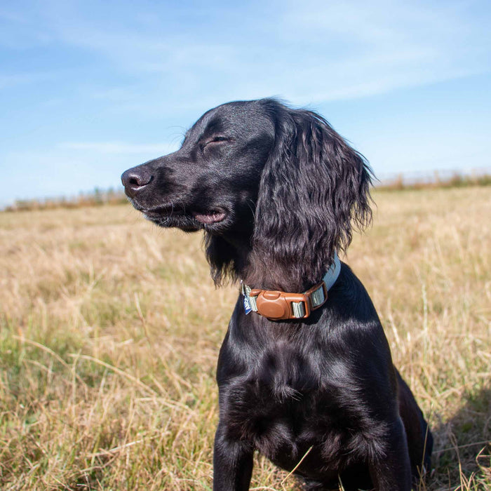 Ancol Heritage Magnetic Lock Collar Sage