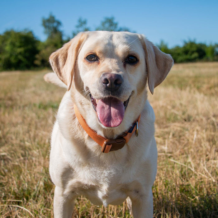 Ancol Heritage Magnetic Lock Collar Marigold