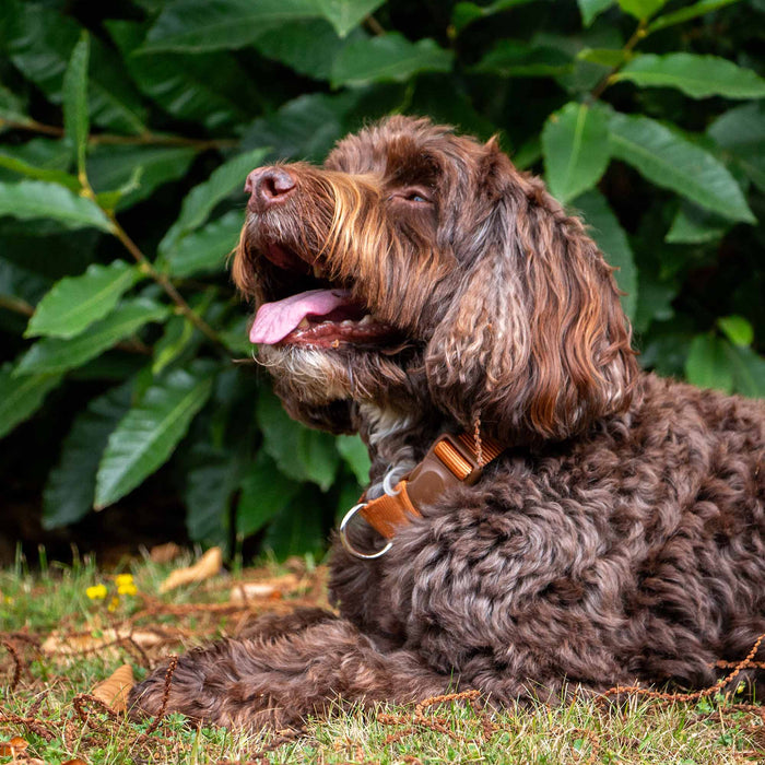 Ancol Heritage Magnetic Lock Collar Marigold