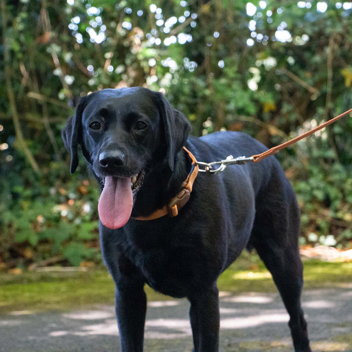 Ancol Heritage Magnetic Lock Collar Marigold