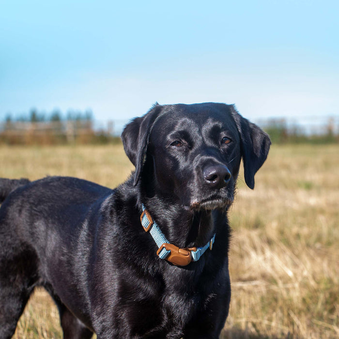 Ancol Heritage Magnetic Lock Collar Blue